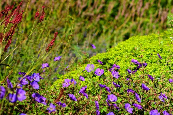 Kerzenknöterich (Bistorta amplexicaulis 'Atropurpurea') und Storchschnabel (Geranium wallichianum 'Jolly Bee') vor der Steppen-Wolfsmilch (Euphorbia seguieriana ssp. niciciana).