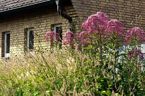 Riesen-Schuppenkopf (Cephalaria gigantea) und Röhriger Wasserdost (Eutrochium fistulosum) verstellen die Sicht auf den Stabgitterzaun.