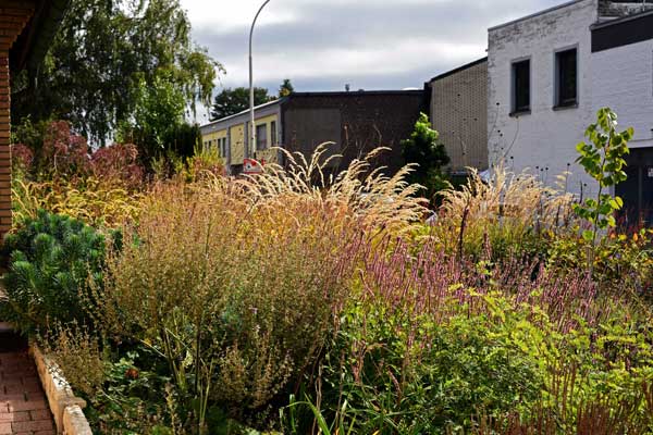 Bereits im zweiten Jahr zeigen Berg-Reitgras, Wiesen-Salbei und Kerzen-Knöterich einen be&shy;eindruckenden Zuwachs.