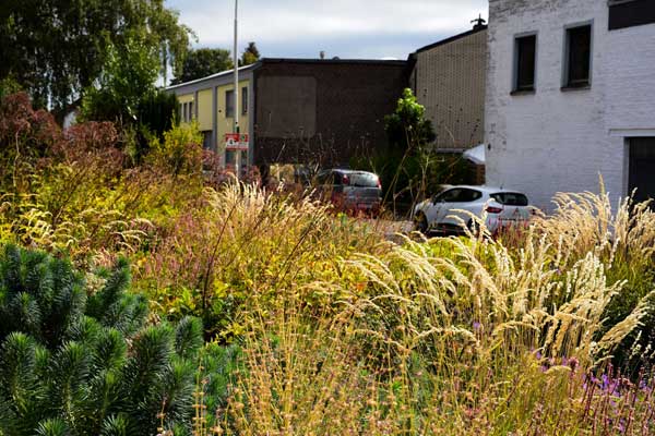 Die Große Mittelmeer-Wolfsmilch (Euphorbia characias ssp. wulfenii) und das Berg-Reitgras (Calamagrostis varia) haben sich sehr schnell etabliert.