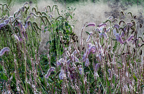 Sanguisorba hakusanensis und Bistorta amplexicaulis im Vortrag über nachhaltige Pflanzungen