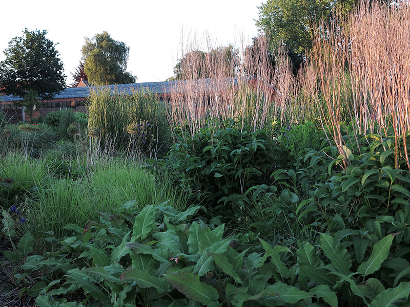 Sanguisorba officinalis Blackthorn ohne Rückschnitt im Vortrag über Pflegeverzicht